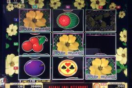 WILD ROSES THE MULTI GARDEN　204,000枚